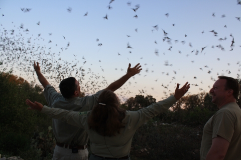 Partners watch as bats exit Bracken Cave