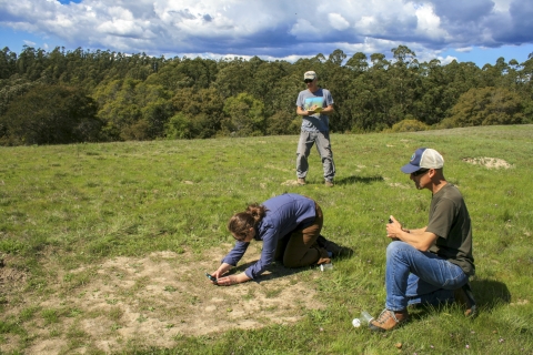 Three biologists release beetles