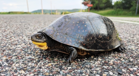 A Blanding's turtle crossing the road