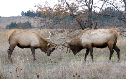 Two large bull elk standing head to head clash antlers in a grassy field