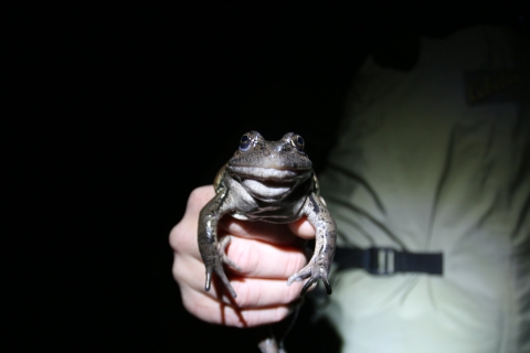 A hand holding a frog