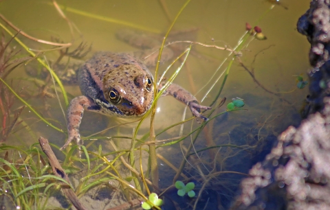 A red frog floating in a pond