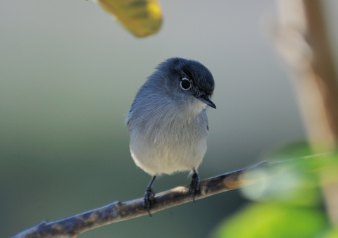 Blue and white bird sits on tree branch