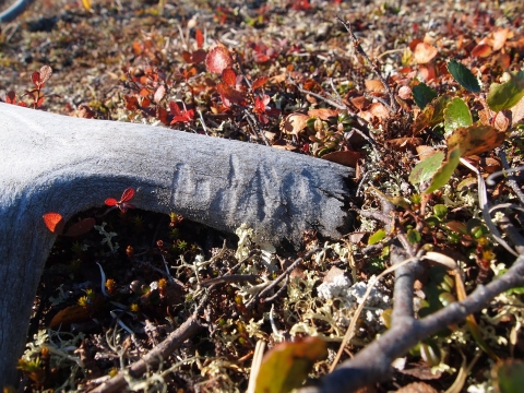 An antler on the forest floor that has been chewed by rodents