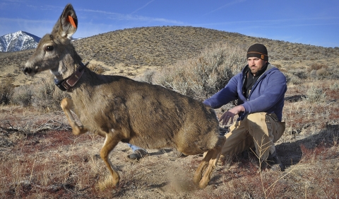 a man releasing a deer 