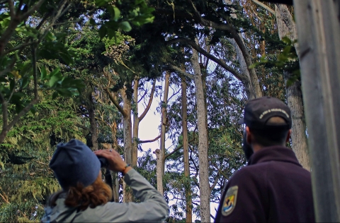 Two people with binoculars look up into trees