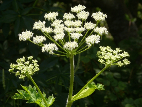 Cow parsnip in bloom