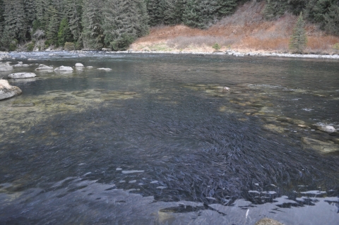 mass of fish migrating up a shallow stream