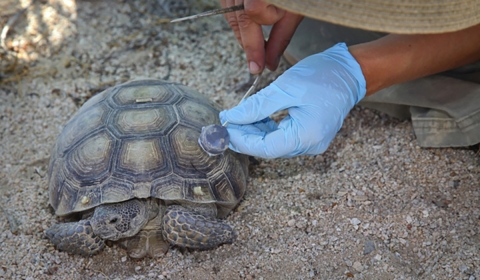 Closeup of hands placing a round, metal object onto shell of tortoise