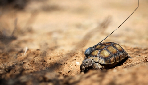 Juvenile tortoise with a wire attached to the shell sits in sand