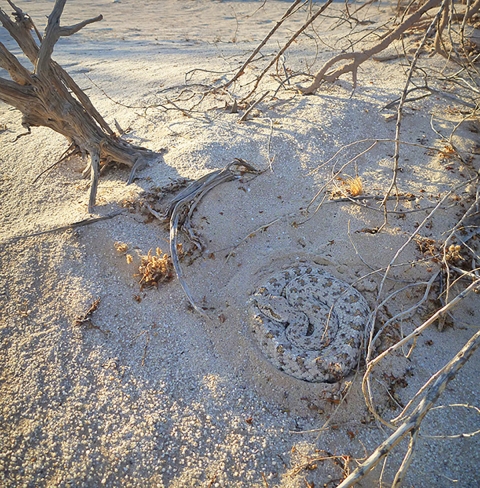 Tan and brown snake coiled in shaded sand