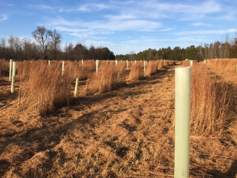 Tree tubes in a field