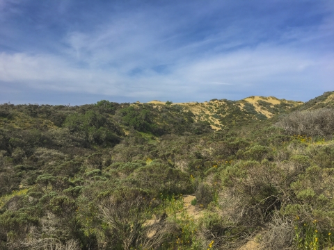 A landscape with sandy and shrubby dunes