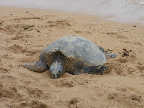 Green sea turtle