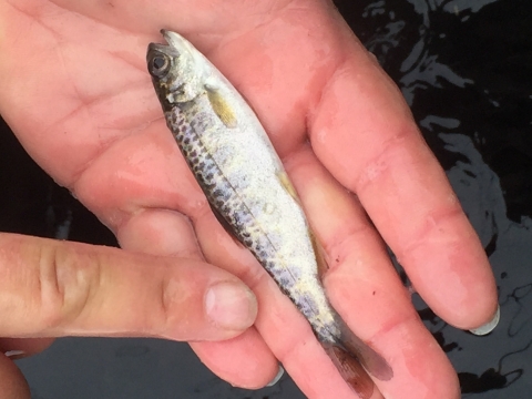 Juvenile Spring Chinook Salmon