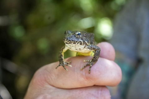 a hand holding a frog