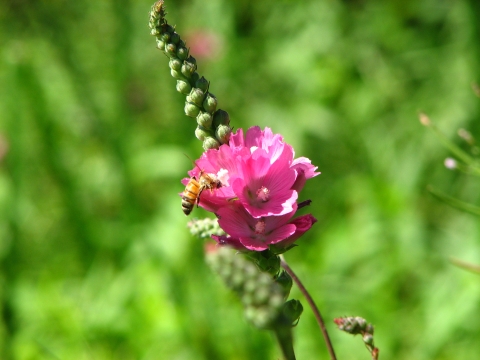 the kenwood marsh checkermallow is a bright pink flower that clusters into the shape of a cone