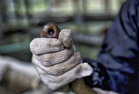 a hand holding a parasitic eel-like fish with a gaping mouth