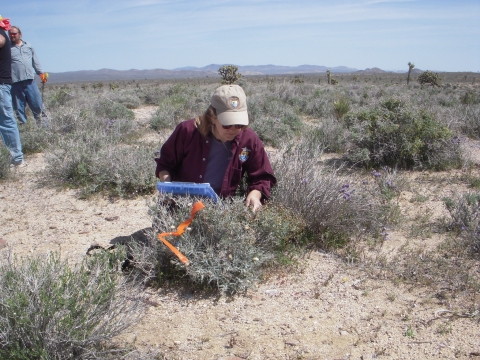 A woman crouches next to a shrub