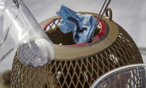 Closeup of round, metal container with larvae sitting on top