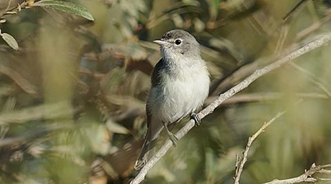 Agrey and white bird perched in a branch