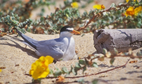 A white bird with a black band around its eyes sits in the sand among yellow flowers