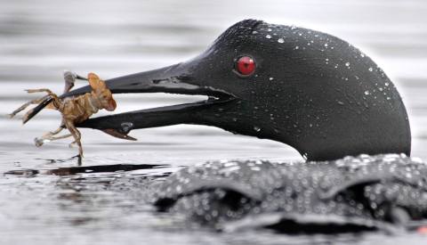 common loon eating crayfish