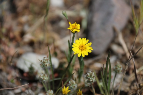 A plant with yellow flowers