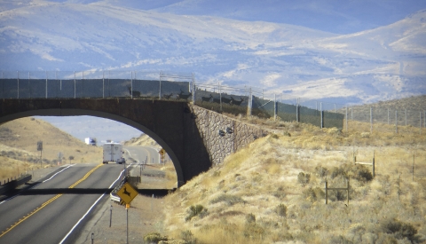 eight mule deer using a bridge over a highway