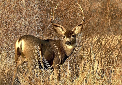 A mule deer with long antlers standing in a grassy brown field