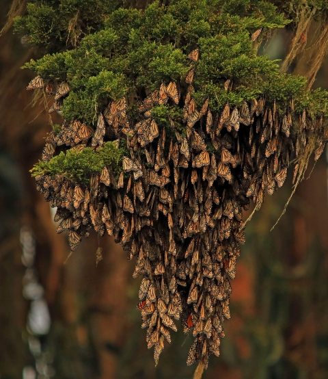 More than 100 orange, black and white butterflies clustered together hanging on tree