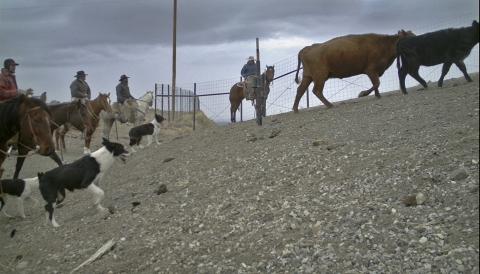 men on horses and three dogs heard cows over the overpass