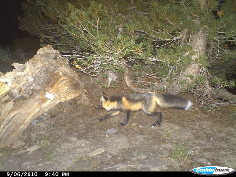 a red and black sierra nevada red fox sneaks past a tree at night