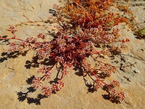 A plant with red stems and red flowers