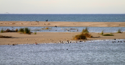 A river estuary