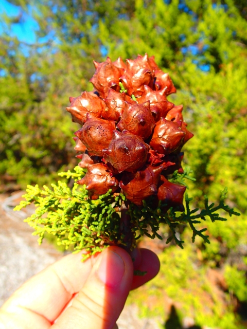 Close up of a cluster of red seeds