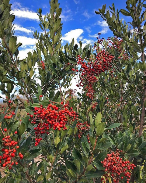 A plant with bright red berries