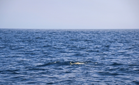 expansive ocean with turtle swimming