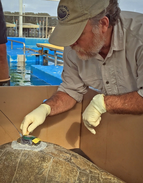 Uniformed man with white gloves touches equipment on turtle's back