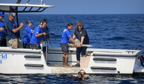 Sea turtle release