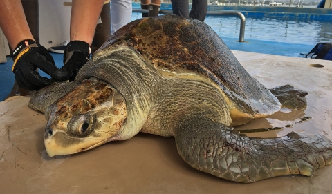 turtle sits on platform while gloved hands inspect its right flipper