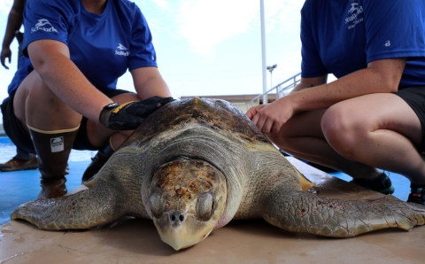 turtle sits on platform while a uniformed person squats down on either side of it