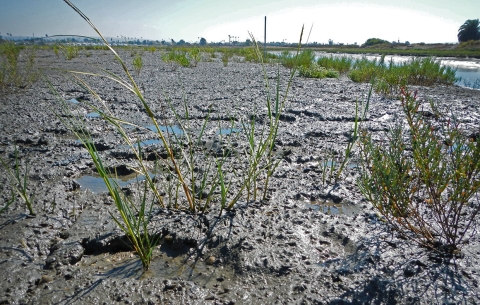 Green plants sprout through mud