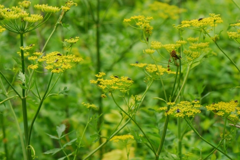 Wild parsnip in bloom