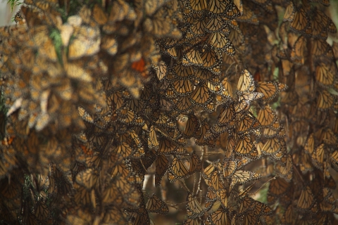 Countless black, orange and white butterflies sit on tree. So many that you cannot see branches.