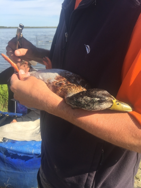 a duck lays in a biologist's arms while the biologist places a metal band on its hind leg