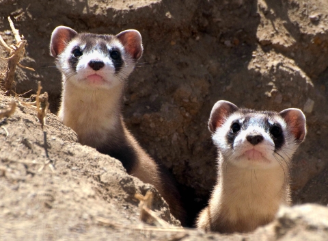 Two curious animals with long necks and what looks like black masks around their eyes peek out from a burrow in the ground.