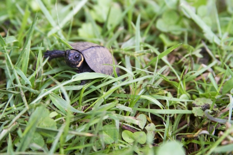 a tiny turtle walks through the grass