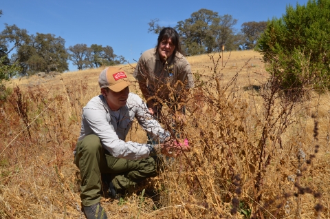 two biologists look at plants in a pollinator garden on Beale Air Force Base