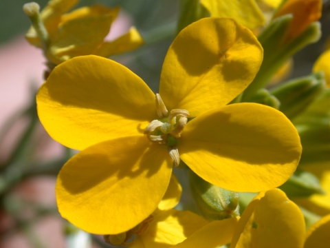 four bright yellow petals form the clover shape of the contra costa wallflower